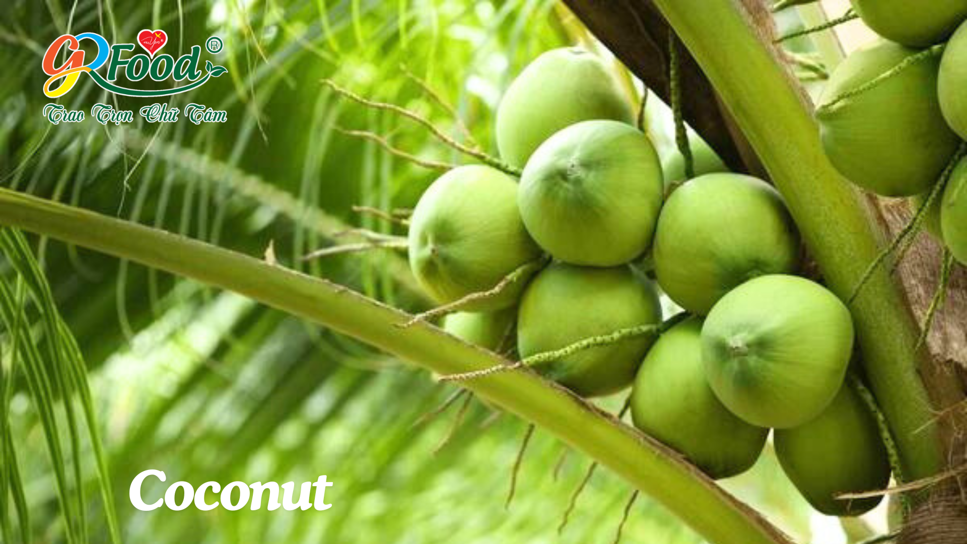 COCONUT INGREDIENTS AND BEN TRE'S COCONUT WATER PRODUCT 320 ml of Green Food